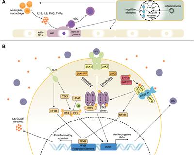 Zebrafish models of inflammation in hematopoietic development and disease